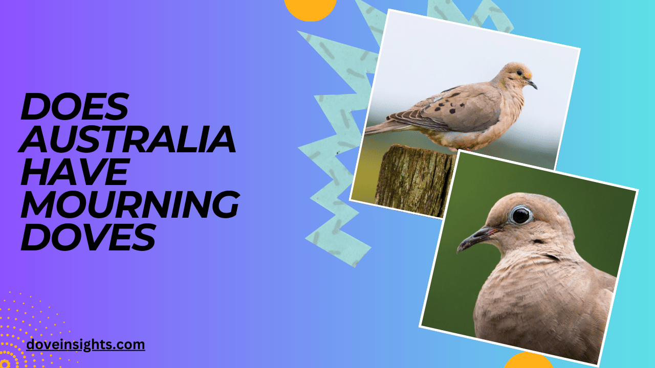 Does australia have mourning doves