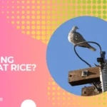 Does mourning dove eat rice