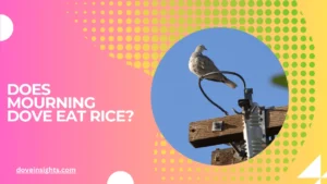 Does mourning dove eat rice