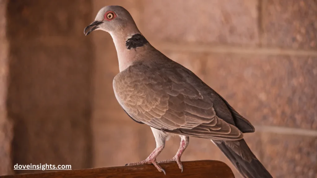 How did mourning doves get their name