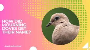 How did mourning doves get their name