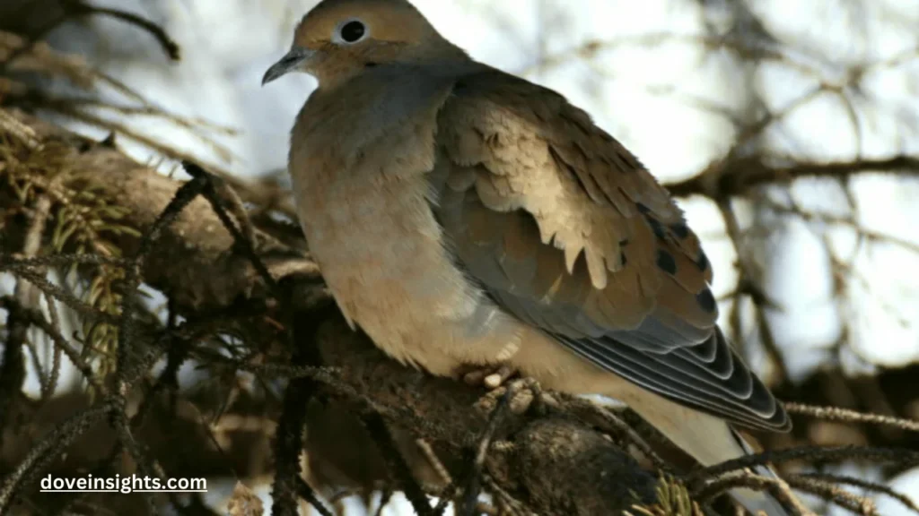 How do you befriend a mourning dove