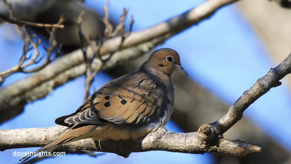 How fast can a dove fly