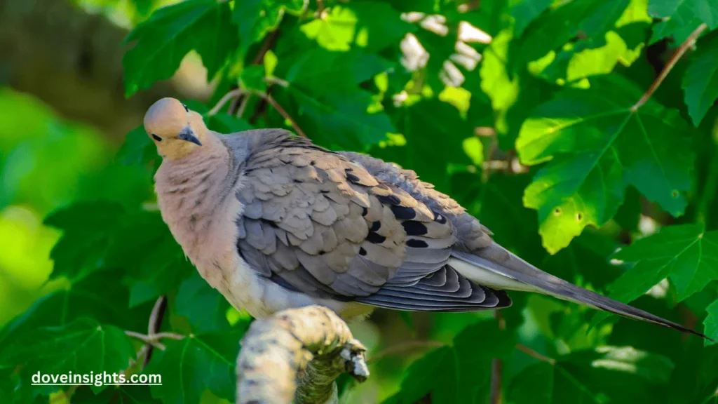 How long do baby doves stay in the nest