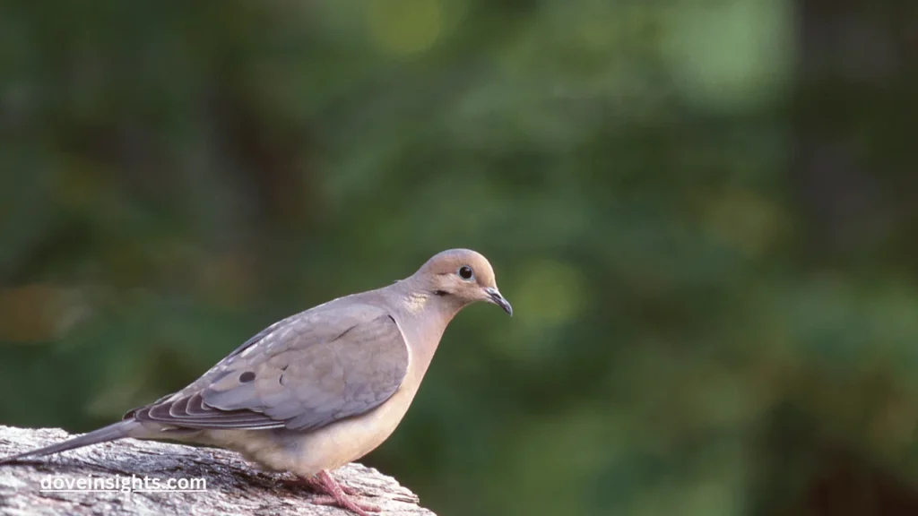 How long do doves sit on eggs