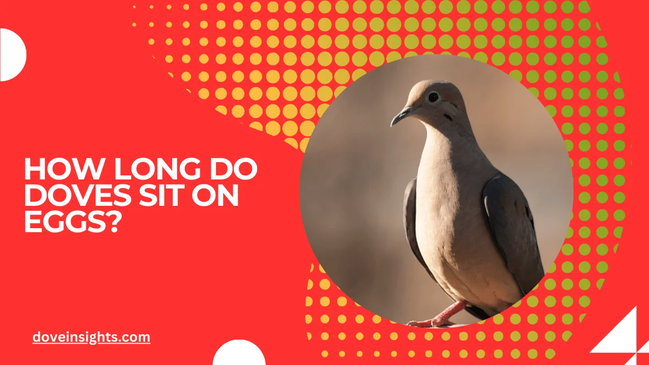 How long do doves sit on eggs