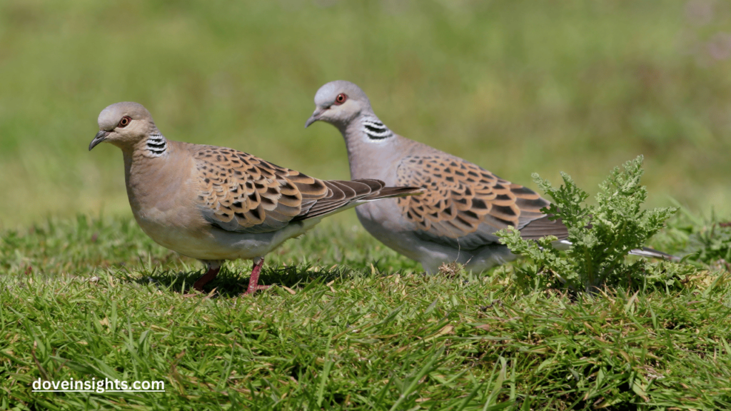 How long do mourning doves incubate their eggs