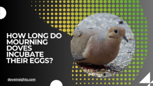 How long do mourning doves incubate their eggs