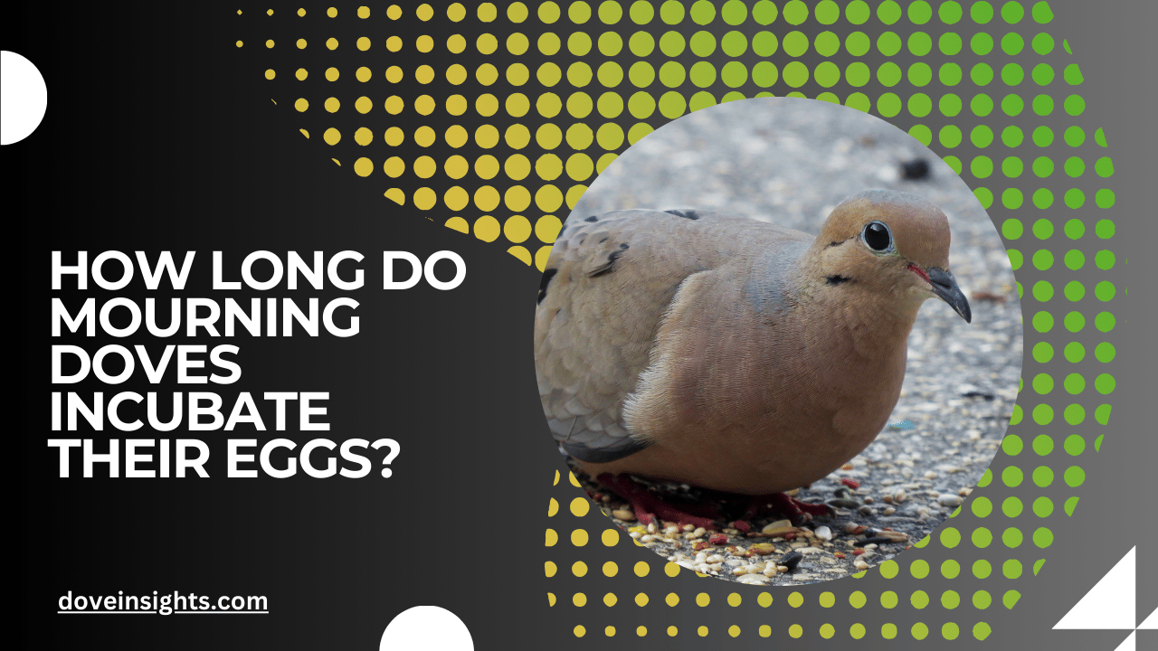 How long do mourning doves incubate their eggs