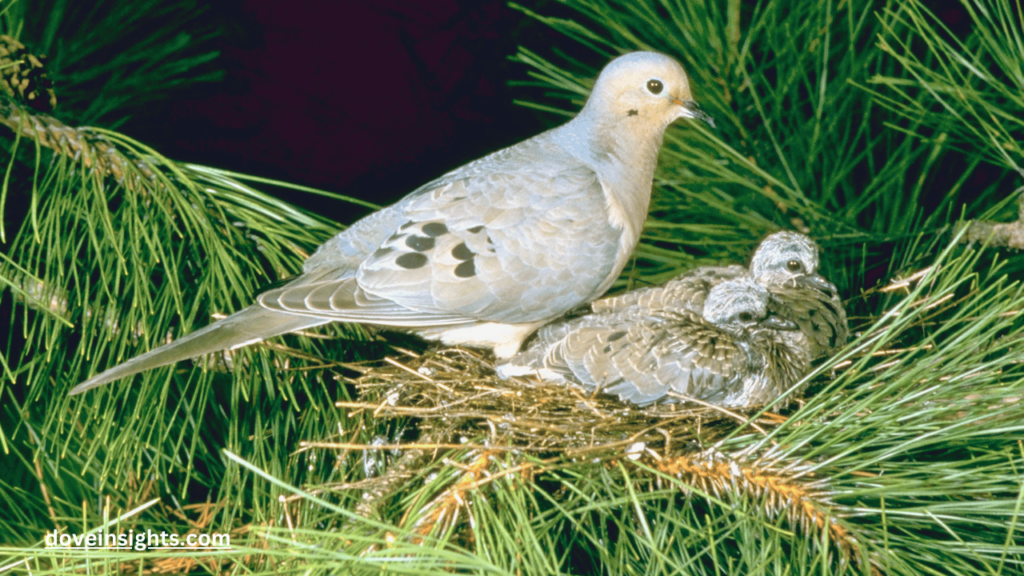 How long do turtle doves live