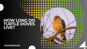 How long do turtle doves live