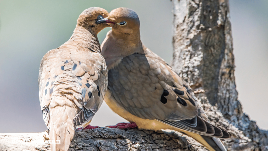 How long will a dove leave her nest