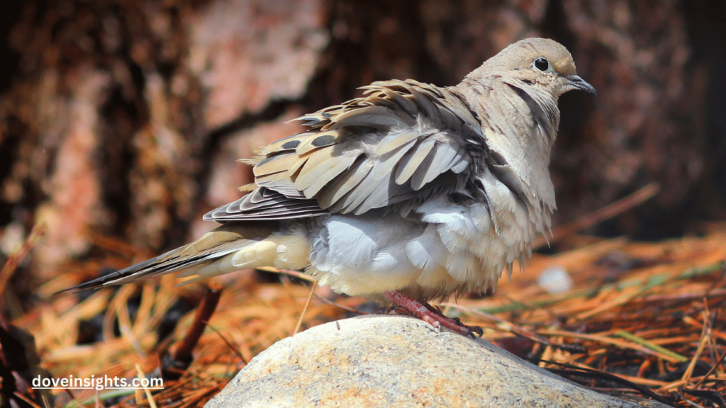 How much is a dove bird