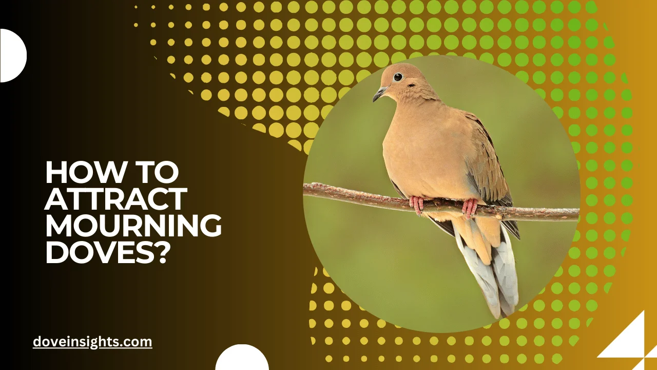 How to attract mourning doves