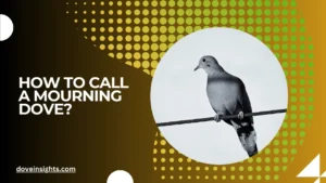 How to call a mourning dove