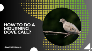 How to do a mourning dove call