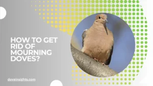 How to get rid of mourning doves