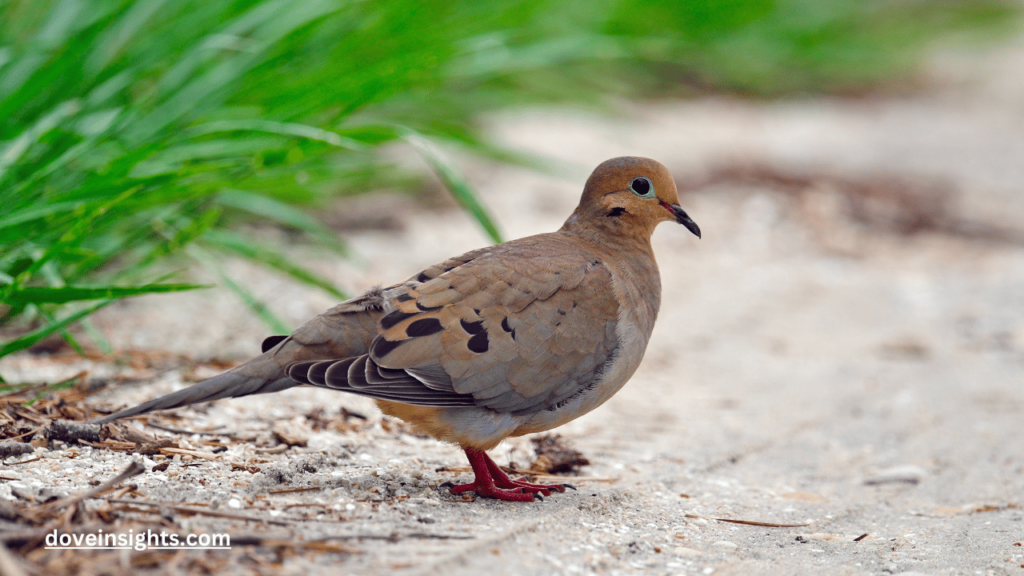 How to keep mourning doves away from feeder