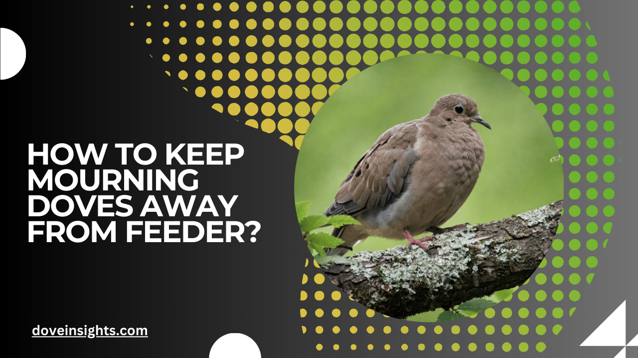 How to keep mourning doves away from feeder