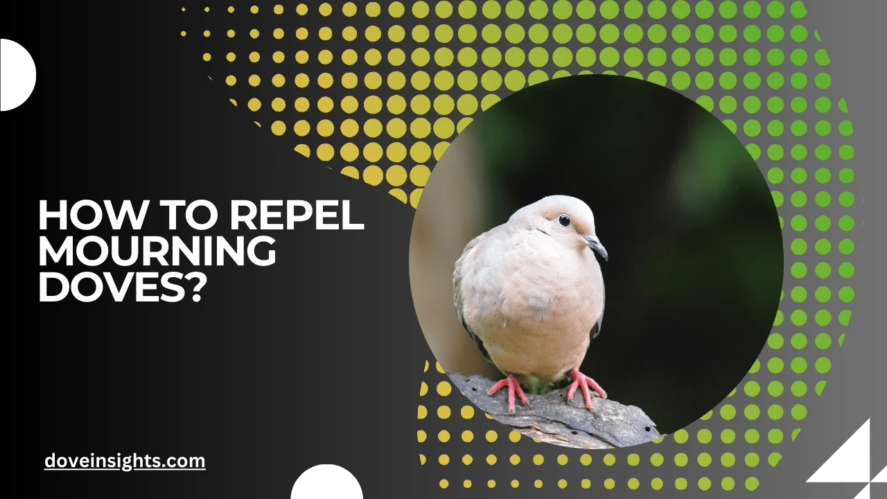 How to repel mourning doves