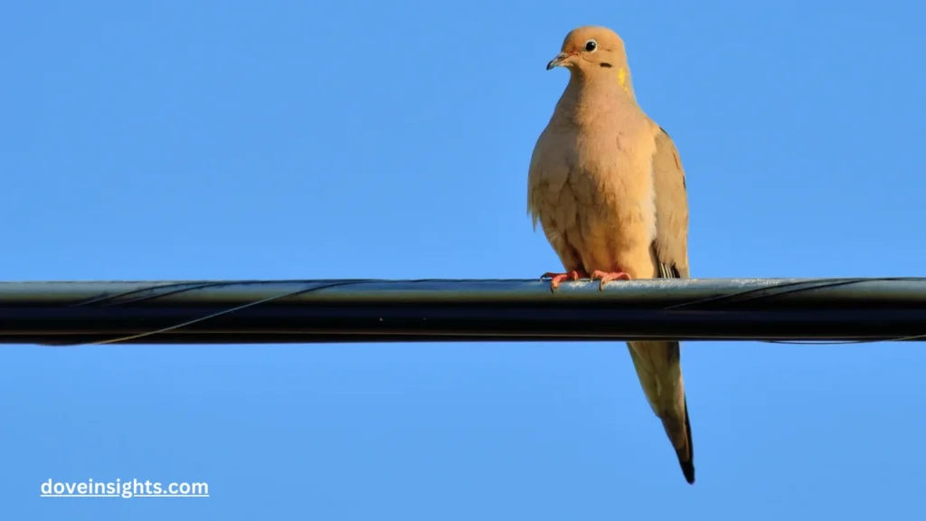 How to tell a male mourning dove from a female