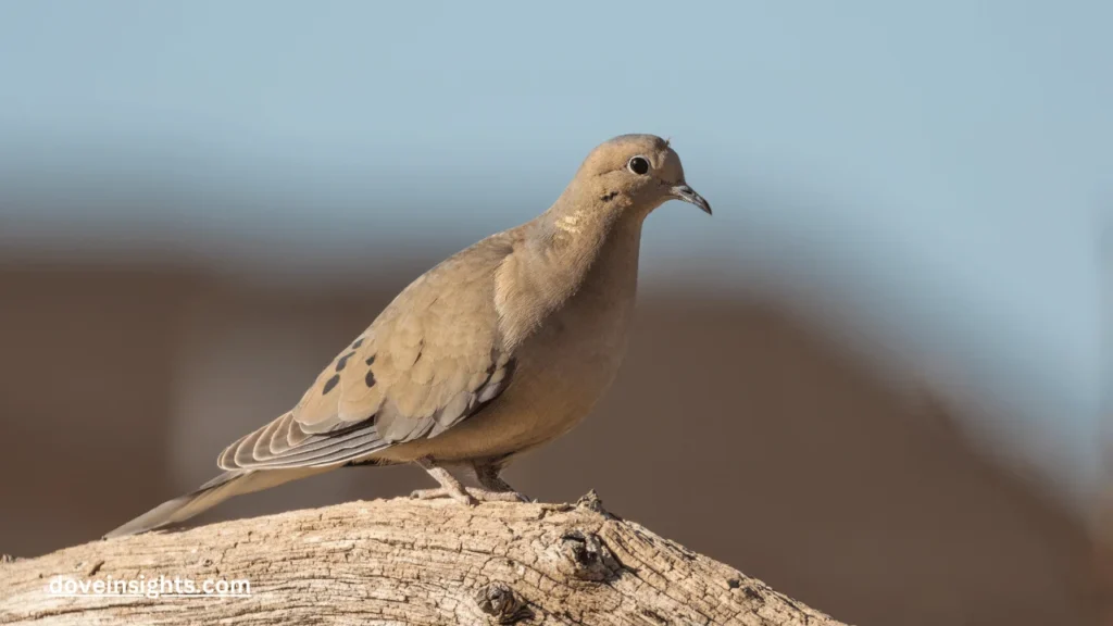 How to tell if a dove is pregnant