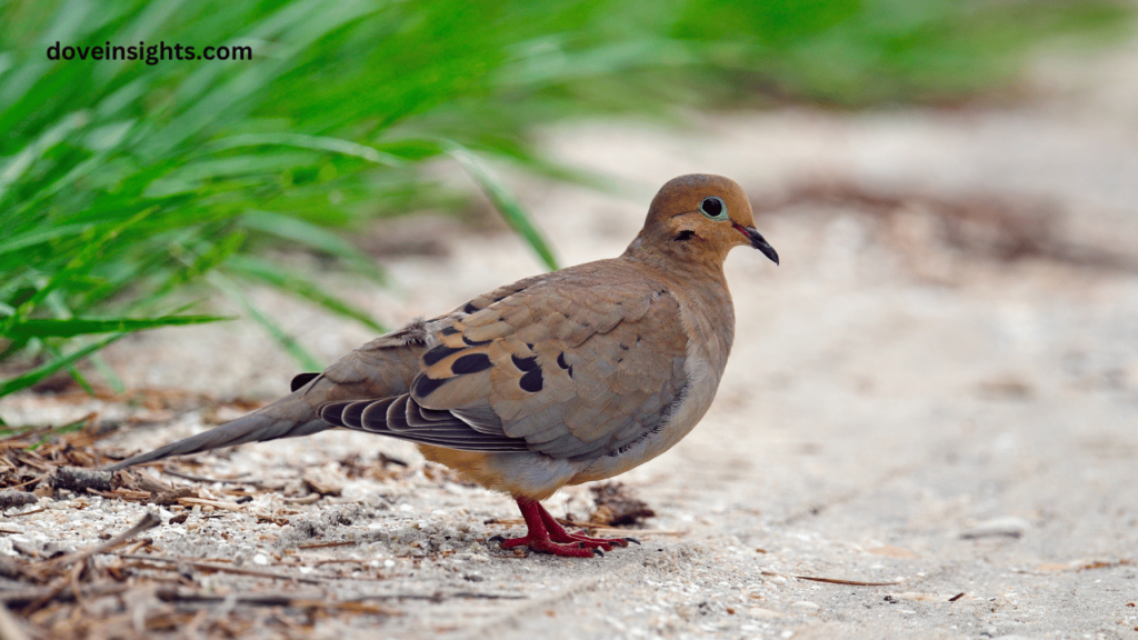 Is it mourning or morning dove