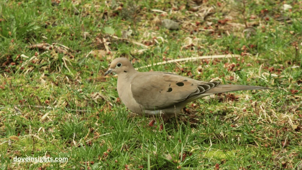 What are mourning doves a sign of