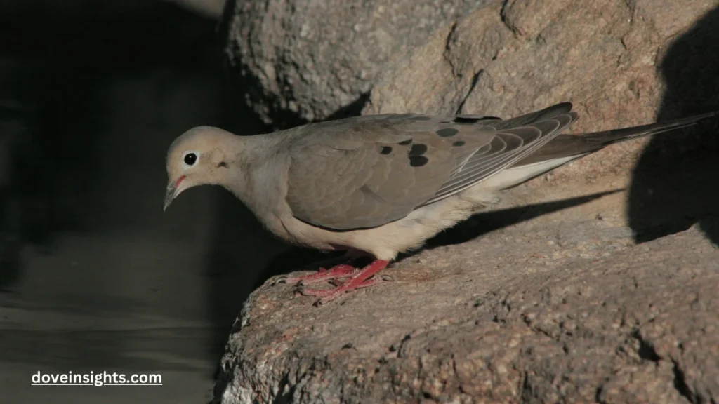 What color are dove eggs