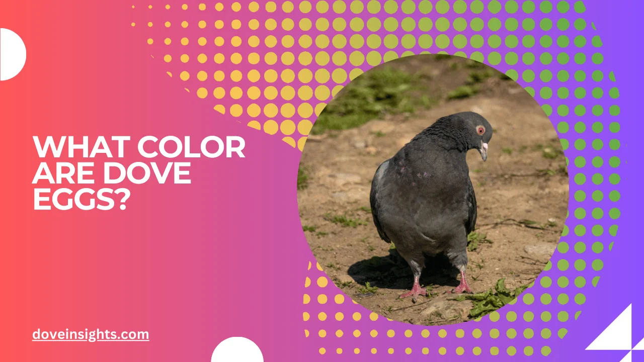 What color are dove eggs