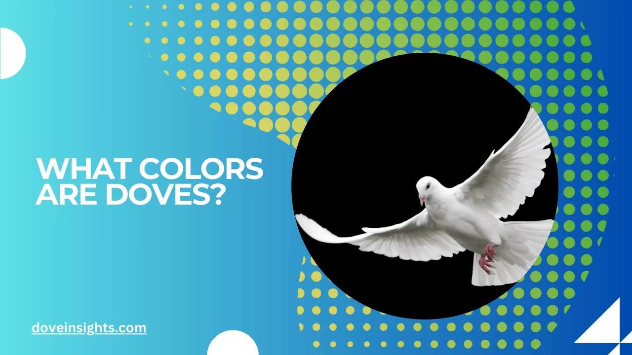 What colors are doves?