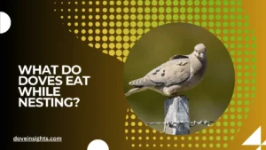 What do doves eat while nesting