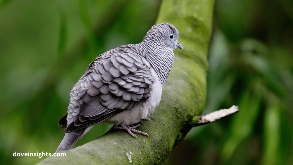 What do mourning doves mean