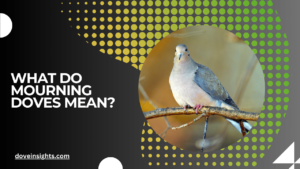 What do mourning doves mean