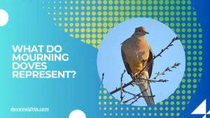 What do mourning doves represent?