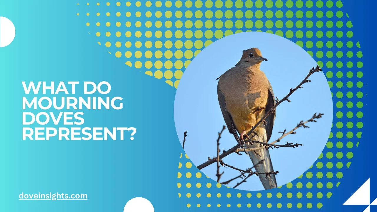 What Do Mourning Doves Represent? (Answered)