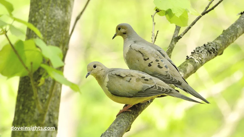 What do mourning doves symbolize