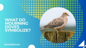 What do mourning doves symbolize