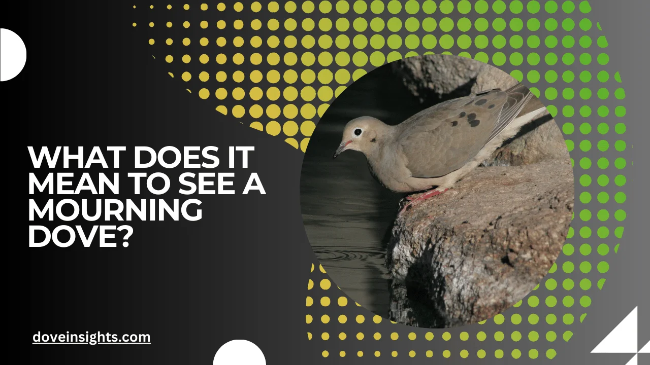 What Does It Mean to See a Mourning Dove? (Answered)