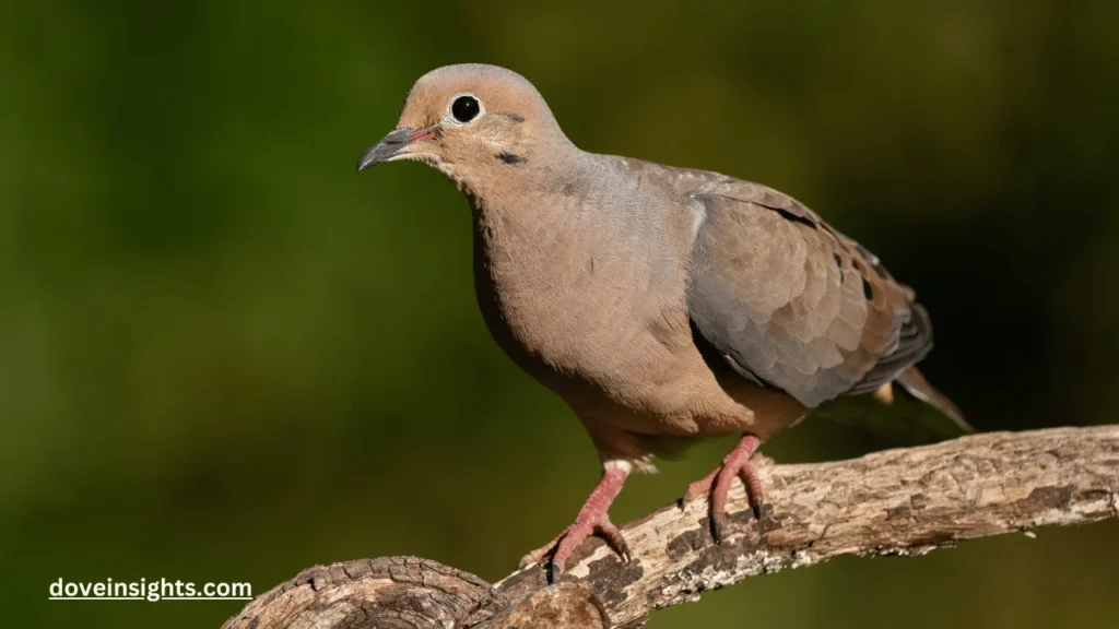 What does it mean when a mourning dove visits you?