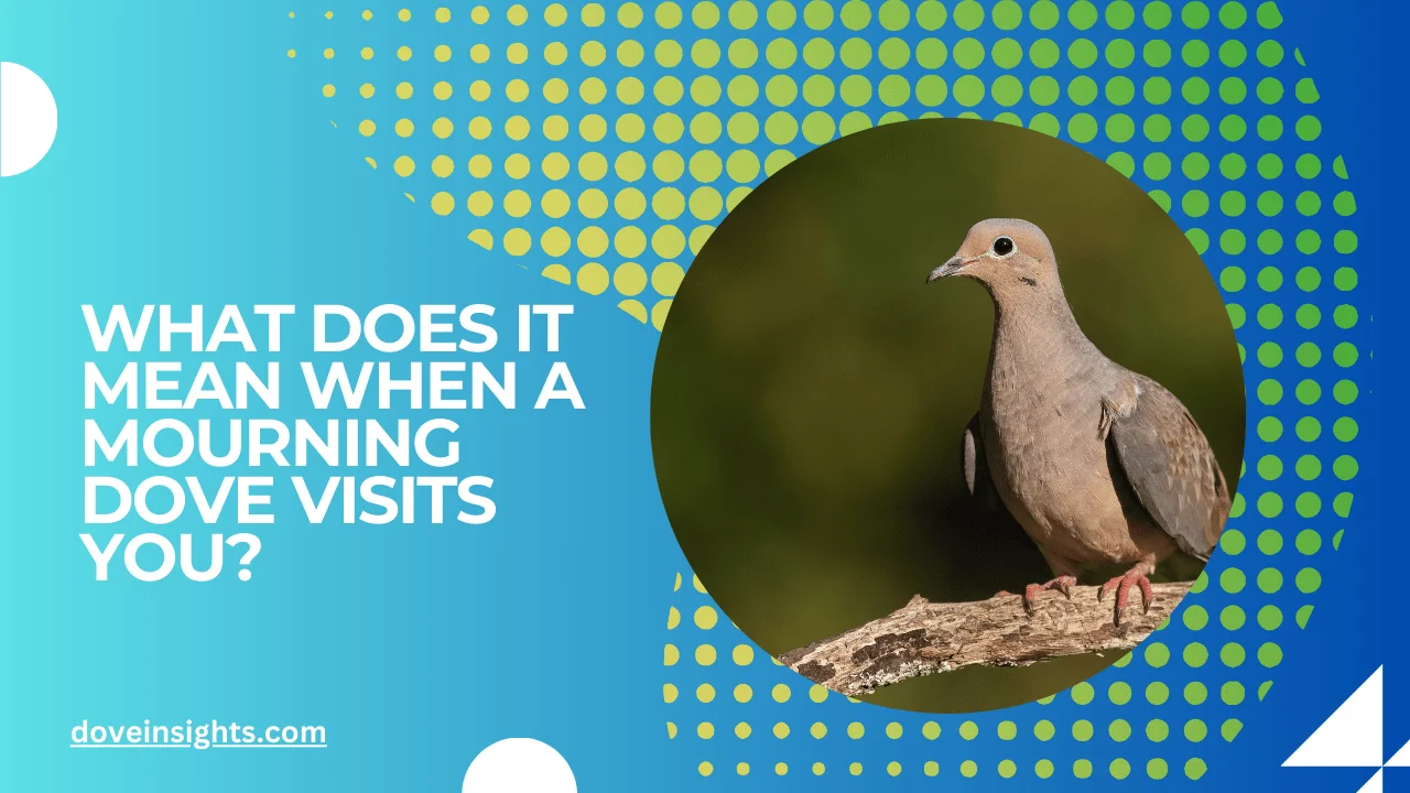 What does it mean when a mourning dove visits you