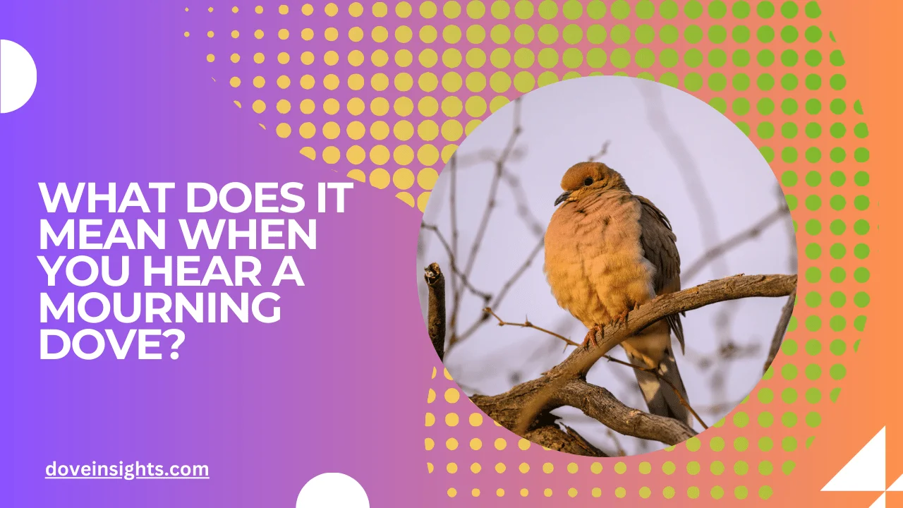 What does it mean when you hear a mourning dove