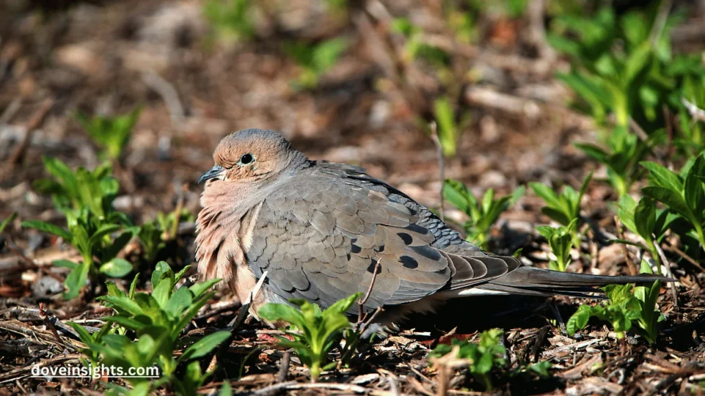 What does mourning dove poop look like