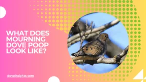 What does mourning dove poop look like