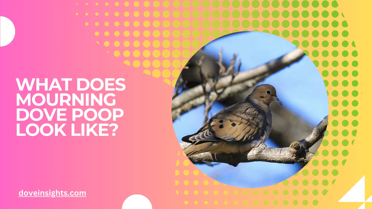 What Does Mourning Dove Poop Look Like? (Answered) - Dove Insights