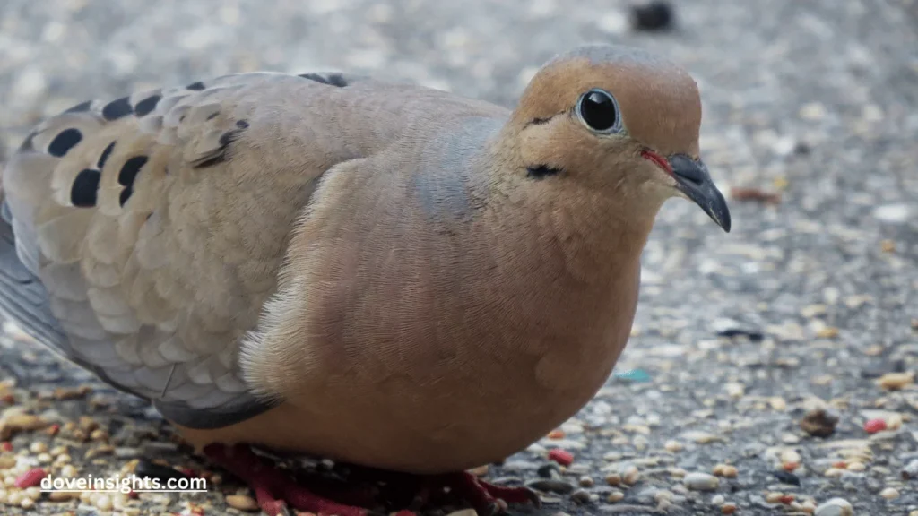 What seeds do mourning doves eat