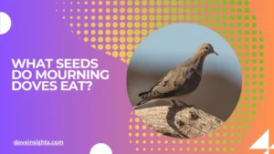 What seeds do mourning doves eat