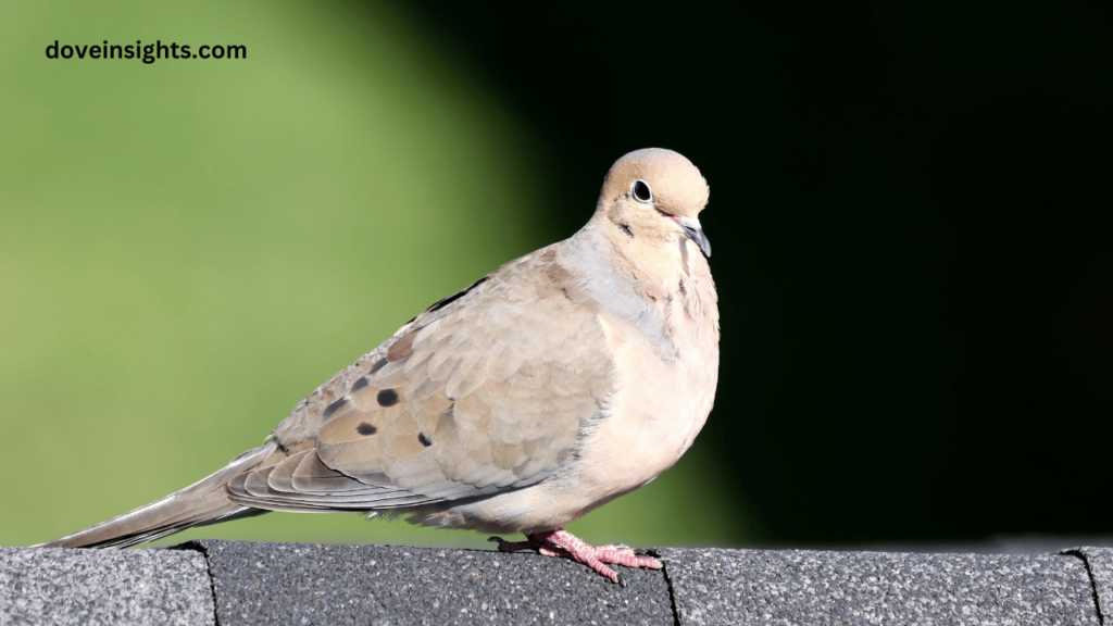 What states have mourning doves