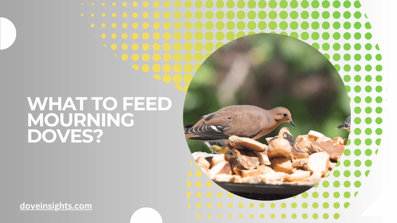 What to Feed Mourning Doves? (Answered)