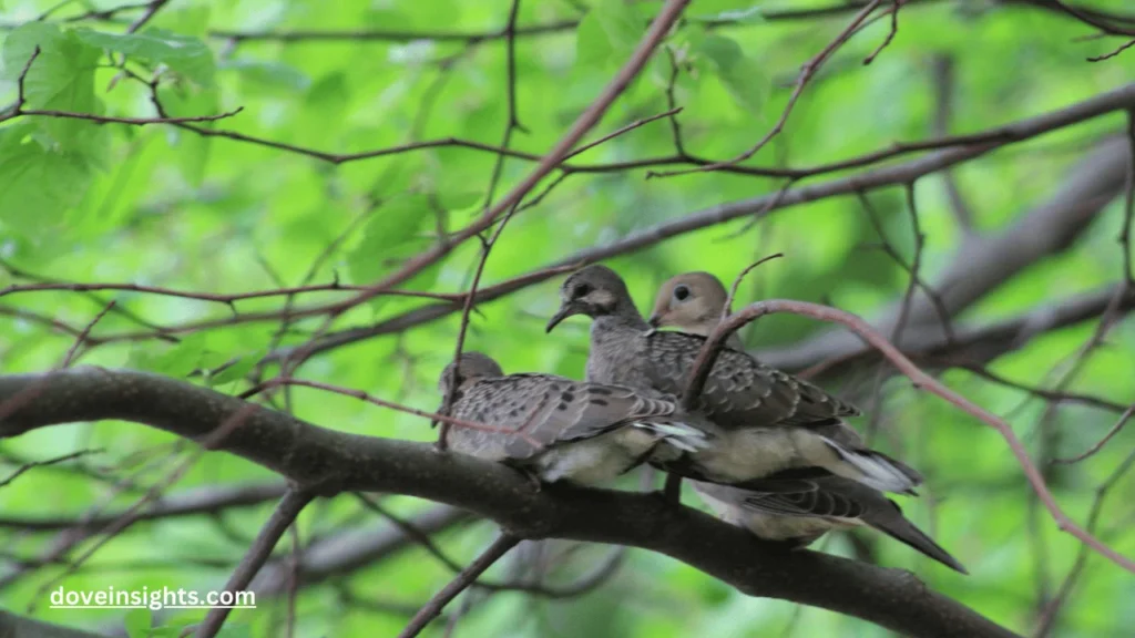 When are mourning doves fully grown